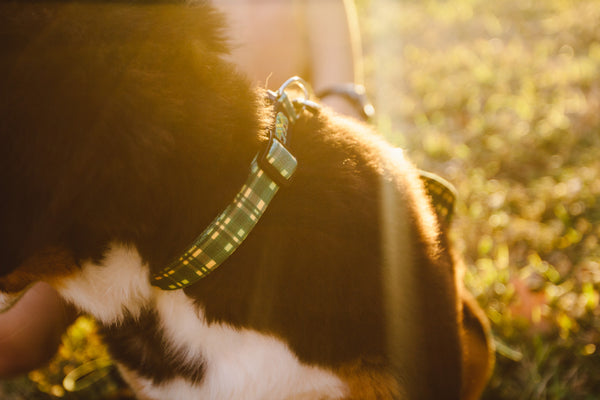Dapper Dog Dog Receiver Collar