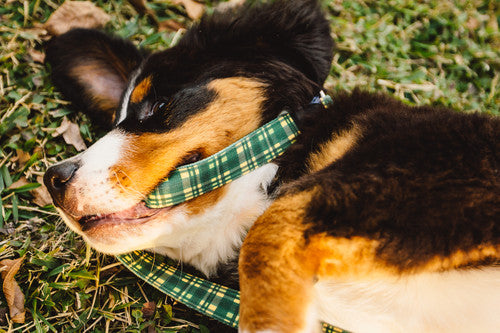 Dapper Dog Leash