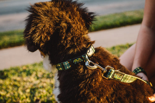 Dapper Dog Leash