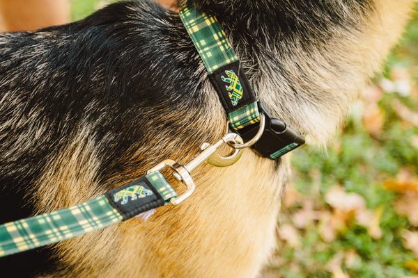 Dapper Dog Leash